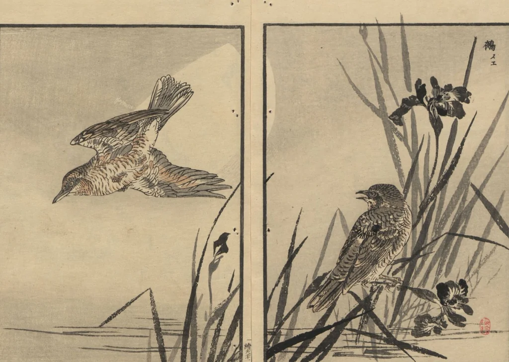 An illustration from Bairei Picture Album of One Hundred Birds (Bairei hyakuchō gafu 楳嶺百鳥畫譜) : [volume 1], 1884, leaf 25