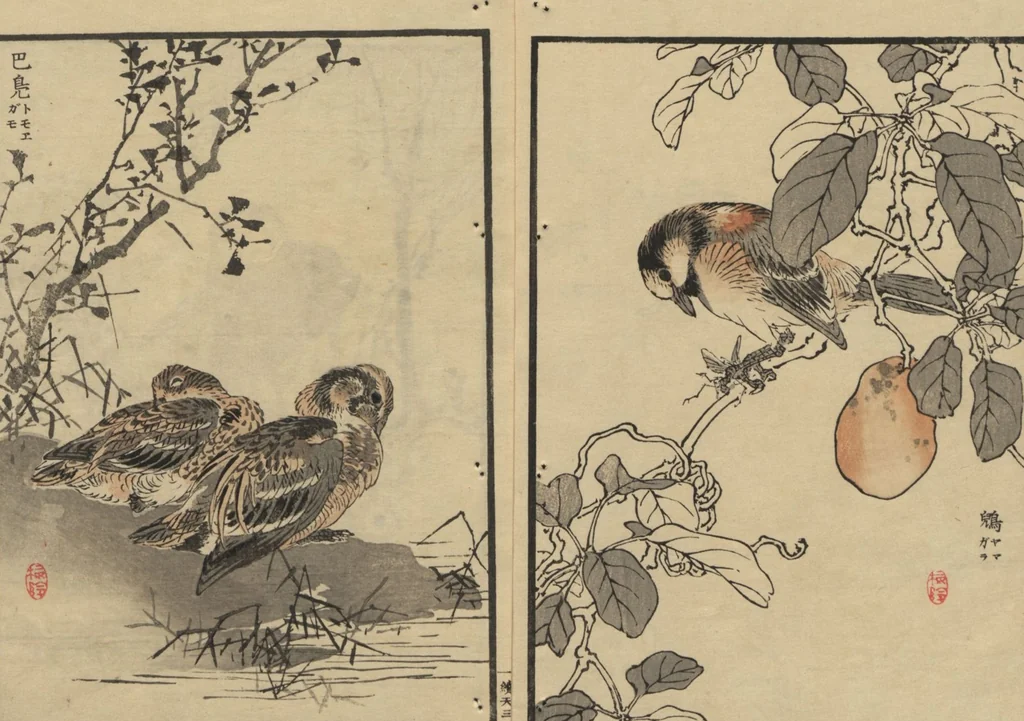 An illustration from Bairei Picture Album of One Hundred Birds (Bairei hyakuchō gafu 楳嶺百鳥畫譜) : [volume 1], 1884, leaf 7
