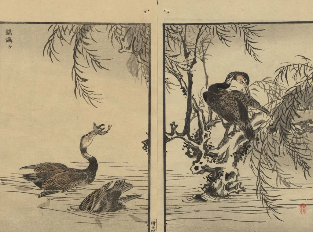 An illustration from Bairei Picture Album of One Hundred Birds (Bairei hyakuchō gafu 楳嶺百鳥畫譜) : [volume 1], 1884, leaf 8