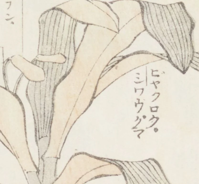 An illustration from Transmitting the Spirit, Revealing the Form of Things, Volume 8 (Denshin kaishu: Hokusai manga, happen 傳神開手 北斎漫画八編), 1817, leaf 46