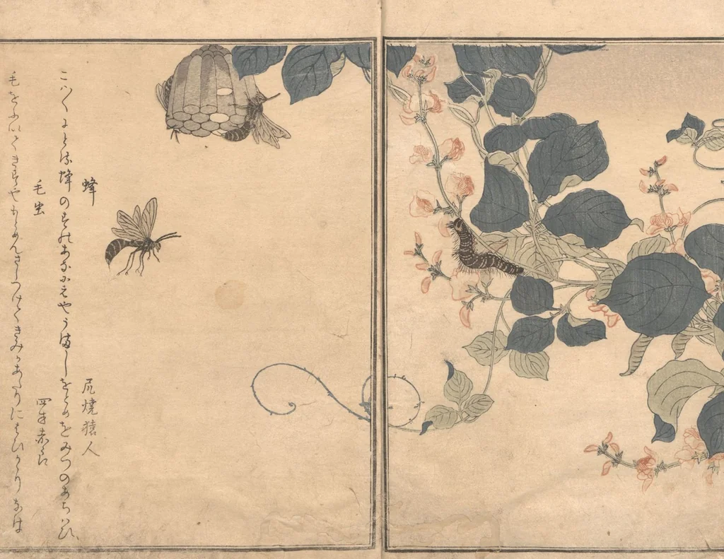 An illustration from Picture Book of Crawling Creatures (The Insect Book) (Ehon mushi erami), 1823, leaf 4
