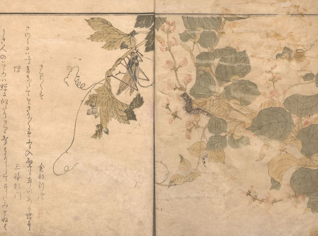 An illustration from Picture Book of Crawling Creatures (The Insect Book) (Ehon mushi erami), 1823, leaf 11