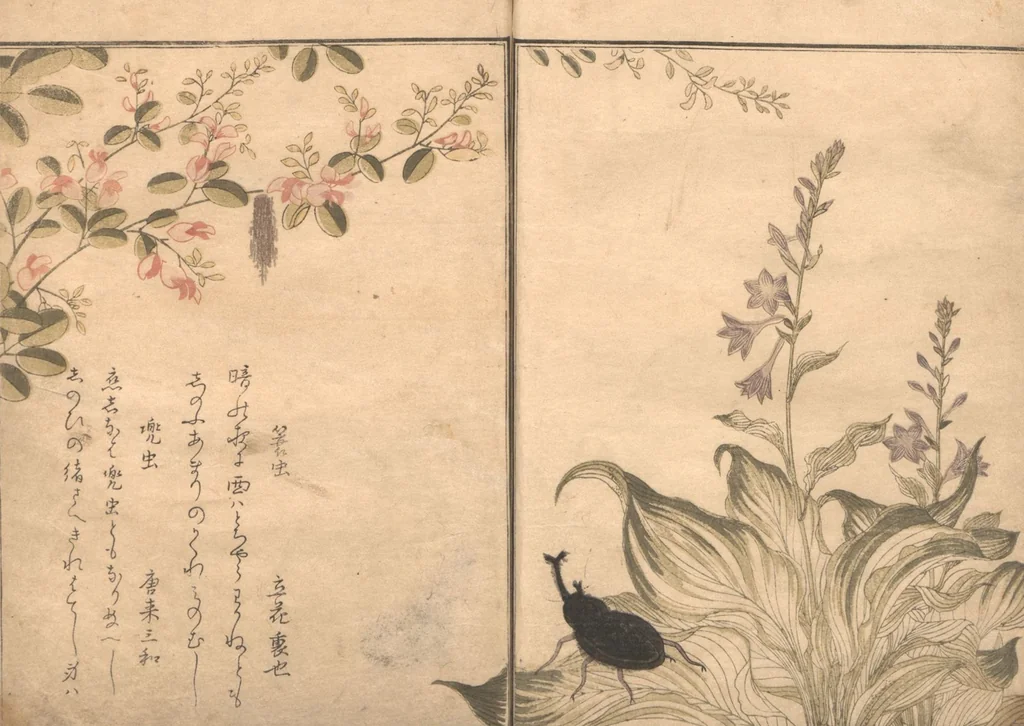 An illustration from Picture Book of Crawling Creatures (The Insect Book) (Ehon mushi erami), 1823, leaf 13