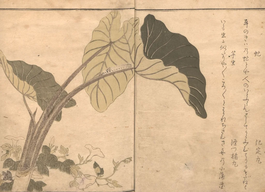 An illustration from Picture Book of Crawling Creatures (The Insect Book) (Ehon mushi erami), 1823, leaf 7