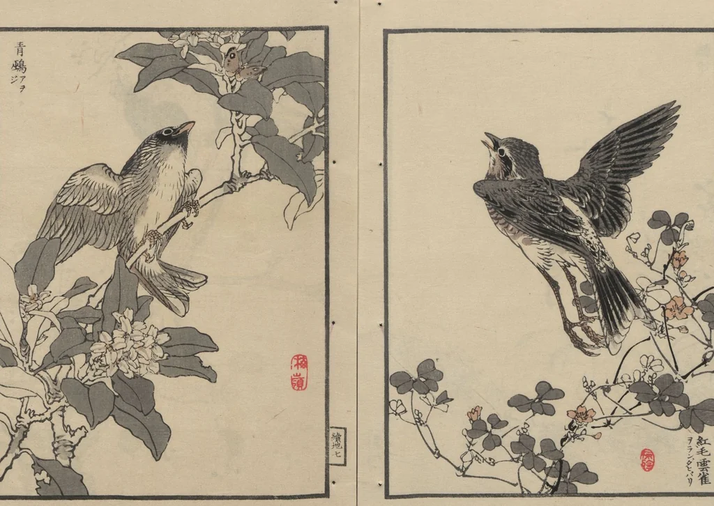 An illustration from Bairei Picture Album of One Hundred Birds (Bairei hyakuchō gafu 楳嶺百鳥畫譜) : [volume 2], 1884, leaf 12