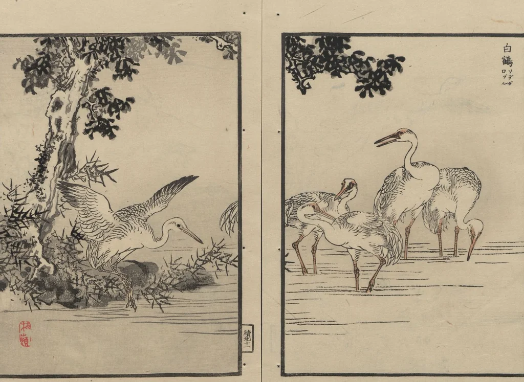 An illustration from Bairei Picture Album of One Hundred Birds (Bairei hyakuchō gafu 楳嶺百鳥畫譜) : [volume 2], 1884, leaf 16