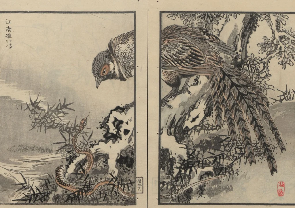 An illustration from Bairei Picture Album of One Hundred Birds (Bairei hyakuchō gafu 楳嶺百鳥畫譜) : [volume 2], 1884, leaf 23