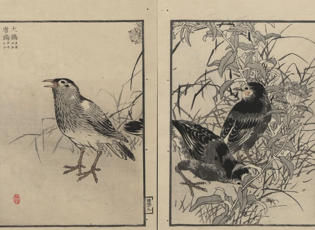 An illustration from Bairei Picture Album of One Hundred Birds (Bairei hyakuchō gafu 楳嶺百鳥畫譜) : [volume 2], 1884, leaf 24
