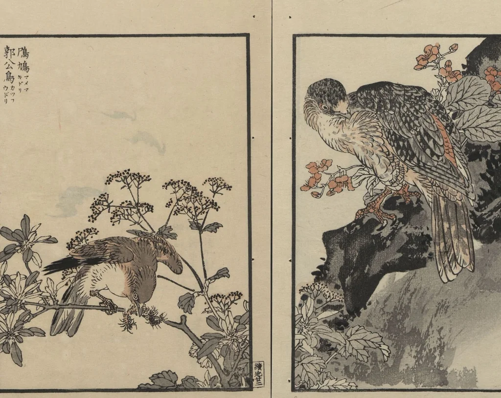 An illustration from Bairei Picture Album of One Hundred Birds (Bairei hyakuchō gafu 楳嶺百鳥畫譜) : [volume 2], 1884, leaf 27