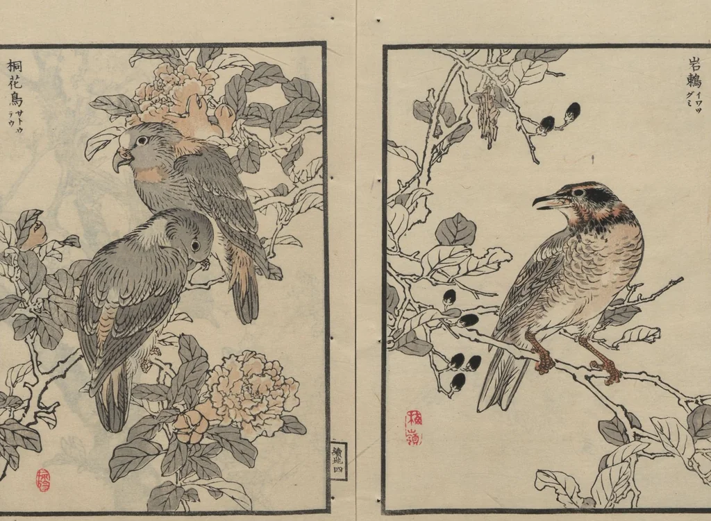 An illustration from Bairei Picture Album of One Hundred Birds (Bairei hyakuchō gafu 楳嶺百鳥畫譜) : [volume 2], 1884, leaf 9