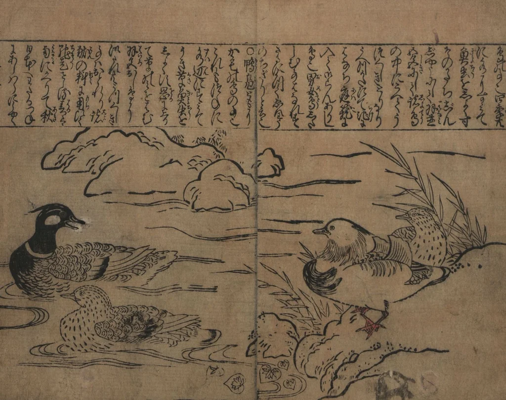 An illustration from Illustrations of Birds and Flowers (Kachō e-zukushi 花鳥絵づくし), 1683, leaf 20