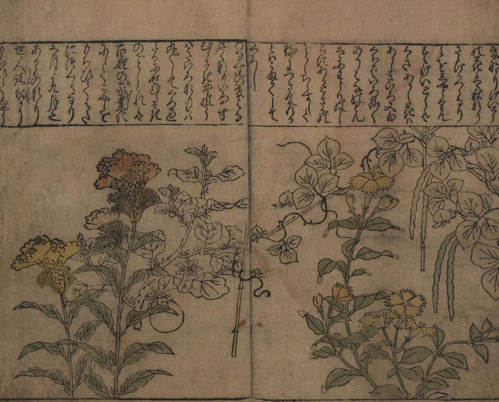 An illustration from Illustrations of Birds and Flowers (Kachō e-zukushi 花鳥絵づくし), 1683, leaf 6