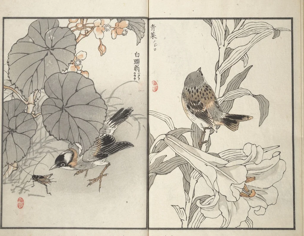 An illustration from Bairei Picture Album of One Hundred Birds (Bairei hyakuchō gafu 楳嶺百鳥畫譜) : [volume 1], 1881, leaf 25