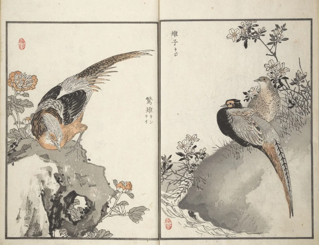 An illustration from Bairei Picture Album of One Hundred Birds (Bairei hyakuchō gafu 楳嶺百鳥畫譜) : [volume 1], 1881, leaf 26