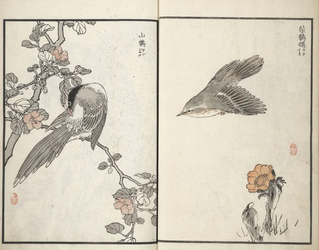 An illustration from Bairei Picture Album of One Hundred Birds (Bairei hyakuchō gafu 楳嶺百鳥畫譜) : [volume 1], 1881, leaf 6