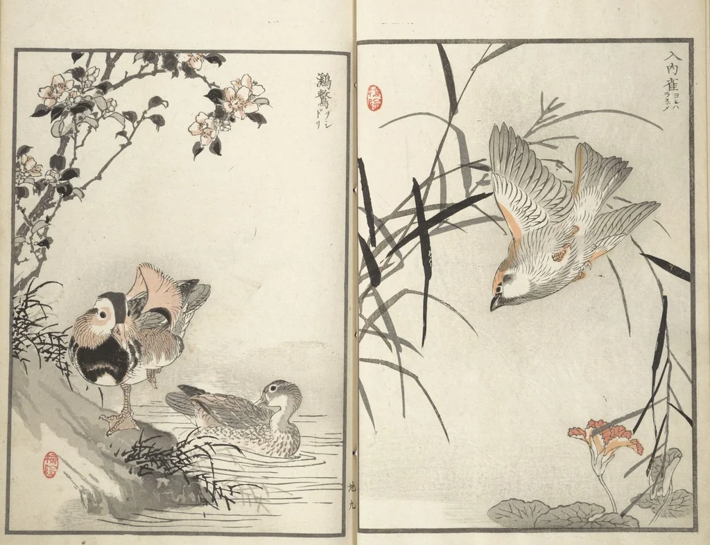 An illustration from Bairei Picture Album of One Hundred Birds (Bairei hyakuchō gafu 楳嶺百鳥畫譜) : [volume 2], 1881, leaf 13