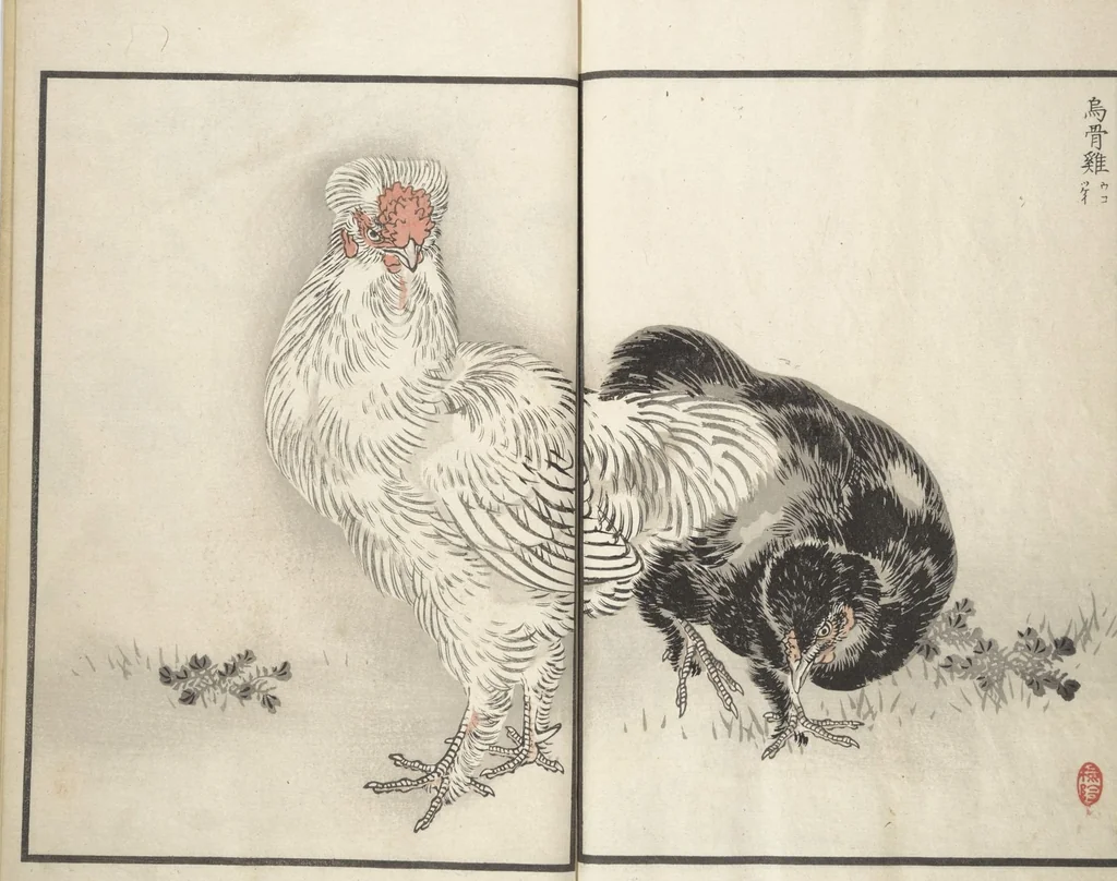 An illustration from Bairei Picture Album of One Hundred Birds (Bairei hyakuchō gafu 楳嶺百鳥畫譜) : [volume 2], 1881, leaf 25