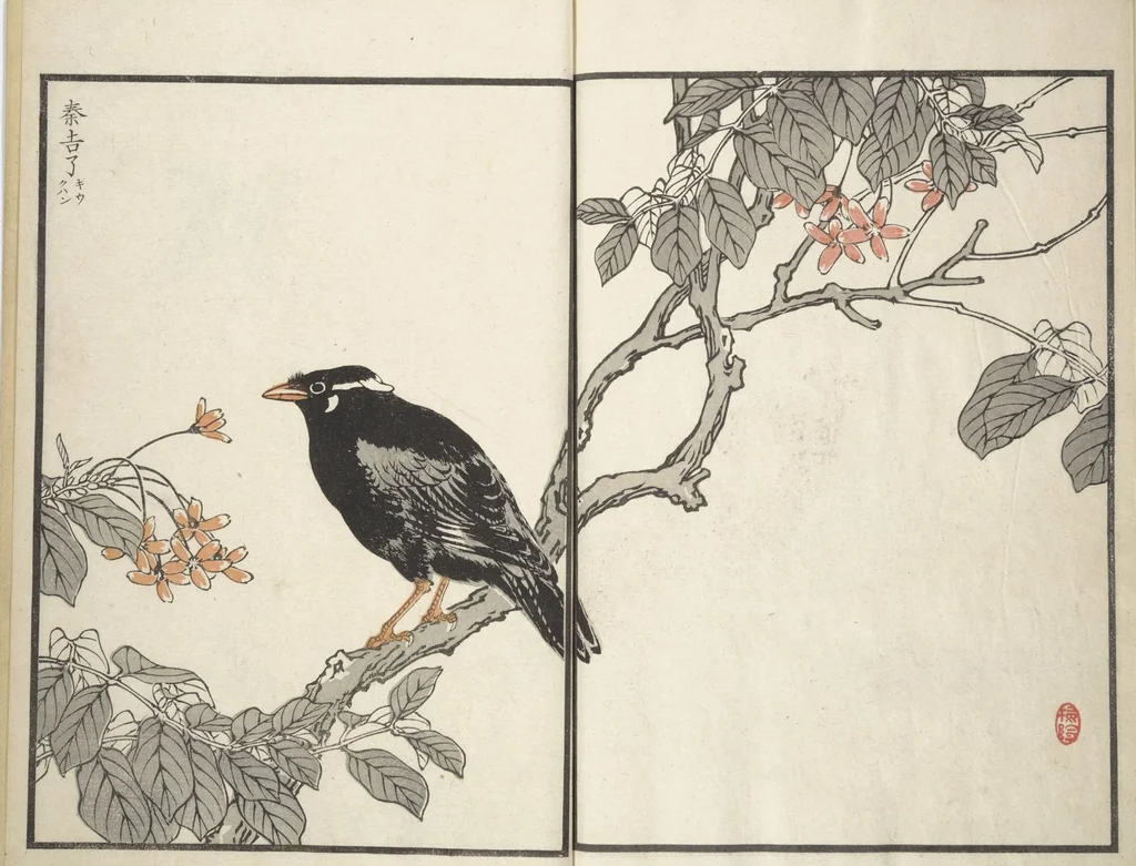 An illustration from Bairei Picture Album of One Hundred Birds (Bairei hyakuchō gafu 楳嶺百鳥畫譜) : [volume 2], 1881, leaf 26