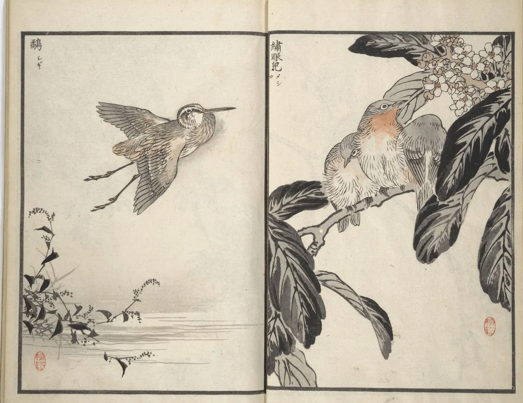 An illustration from Bairei Picture Album of One Hundred Birds (Bairei hyakuchō gafu 楳嶺百鳥畫譜) : [volume 3], 1881, leaf 7