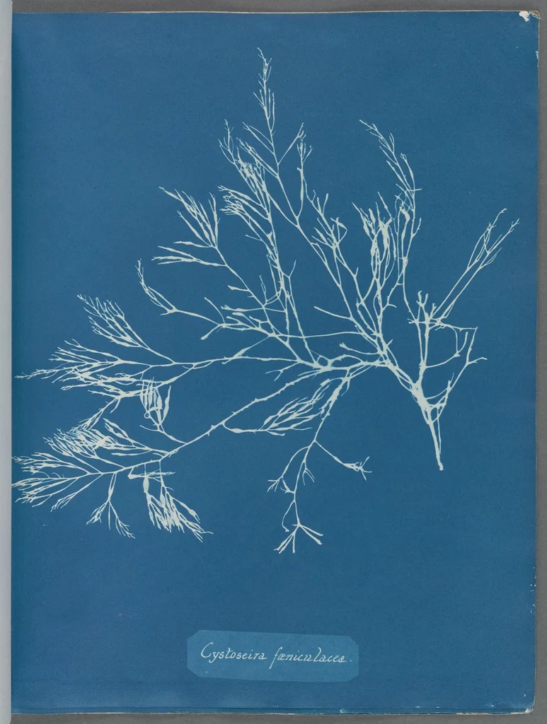 An illustration from Photographs of British algae: cyanotype impressions, 1843, leaf 10