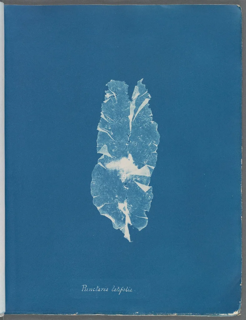 An illustration from Photographs of British algae: cyanotype impressions, 1843, leaf 106