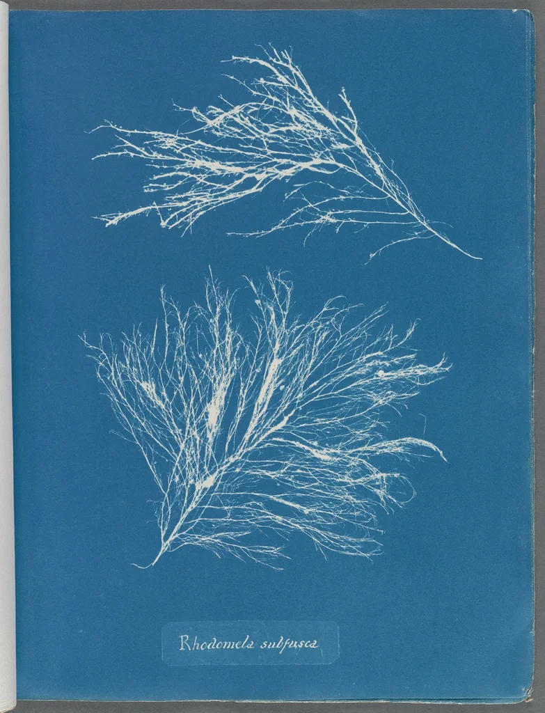 An illustration from Photographs of British algae: cyanotype impressions, 1843, leaf 107