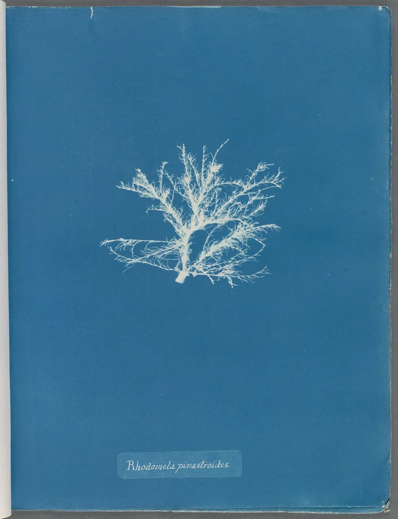 An illustration from Photographs of British algae: cyanotype impressions, 1843, leaf 108