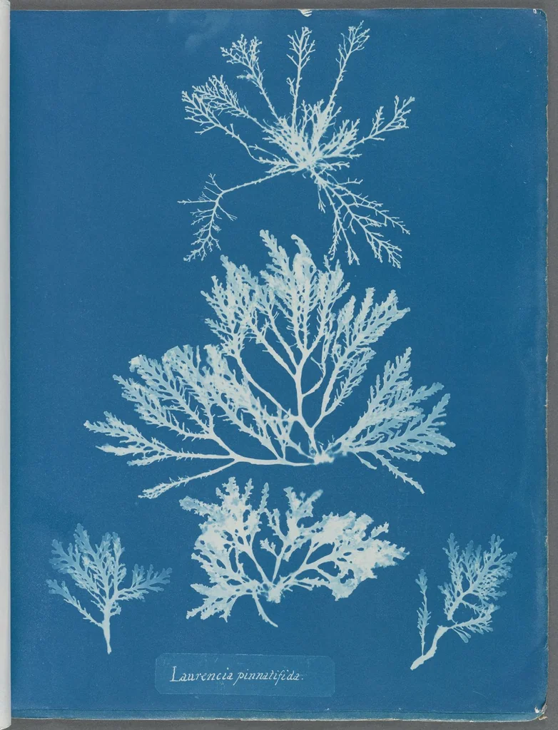 An illustration from Photographs of British algae: cyanotype impressions, 1843, leaf 109