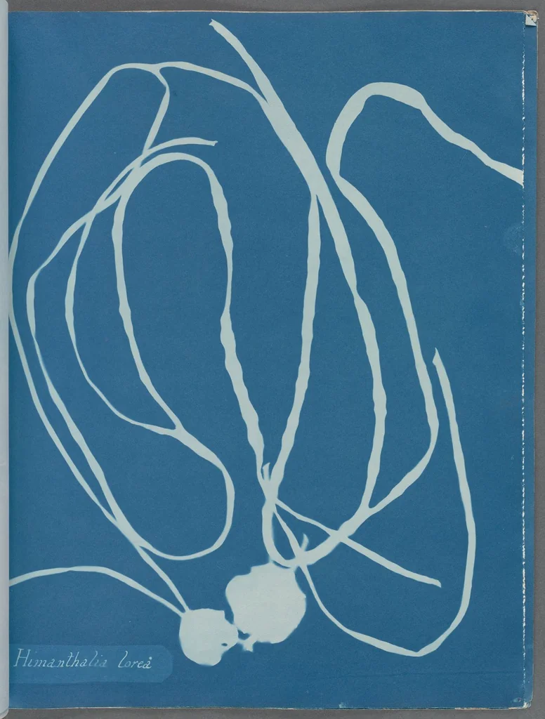 An illustration from Photographs of British algae: cyanotype impressions, 1843, leaf 11