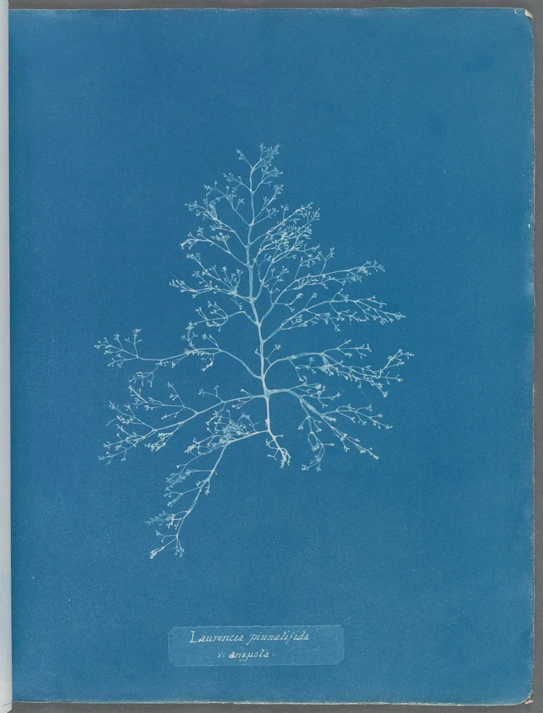 An illustration from Photographs of British algae: cyanotype impressions, 1843, leaf 110