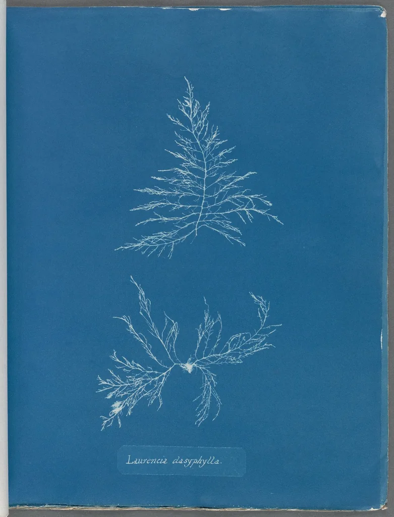 An illustration from Photographs of British algae: cyanotype impressions, 1843, leaf 111