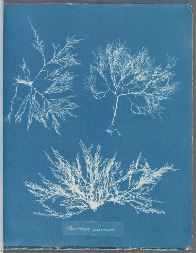 An illustration from Photographs of British algae: cyanotype impressions, 1843, leaf 112