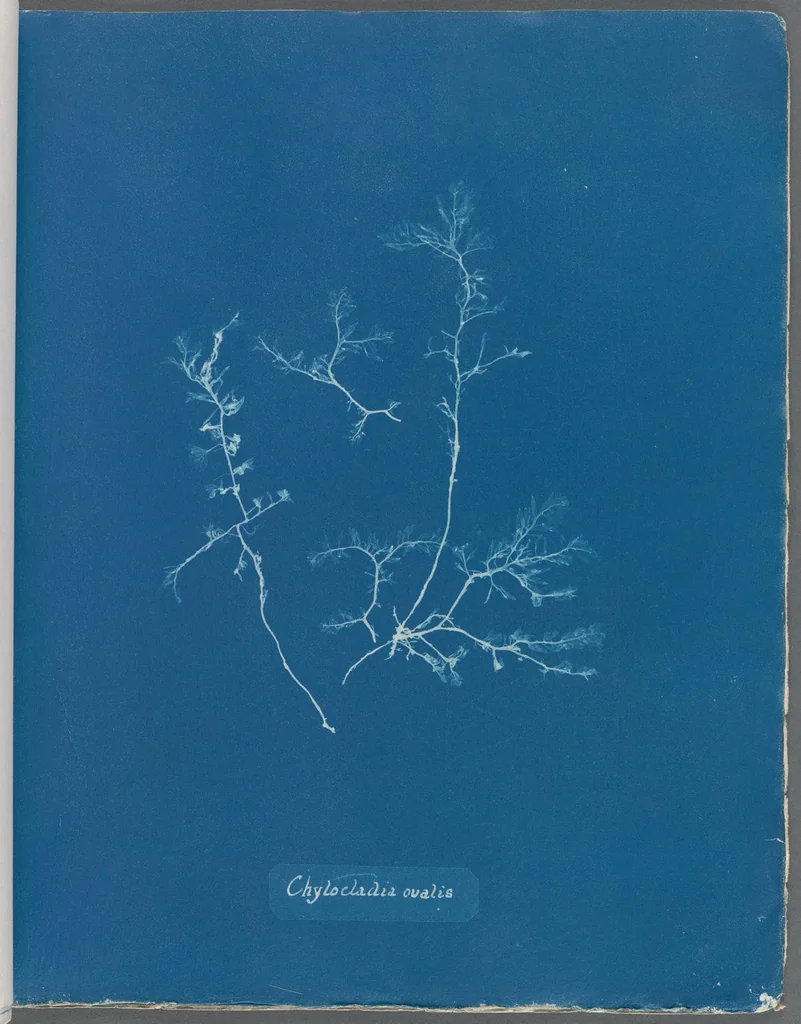 An illustration from Photographs of British algae: cyanotype impressions, 1843, leaf 113