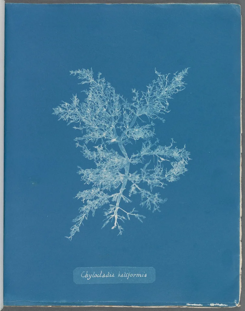 An illustration from Photographs of British algae: cyanotype impressions, 1843, leaf 114
