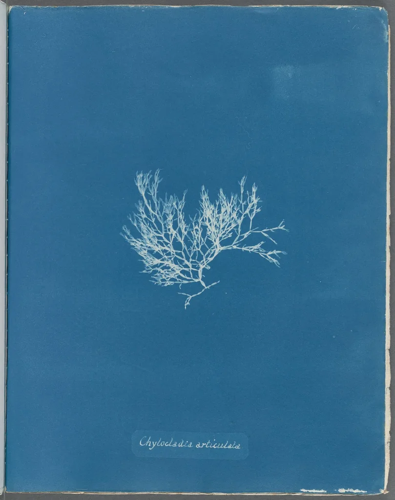 An illustration from Photographs of British algae: cyanotype impressions, 1843, leaf 115
