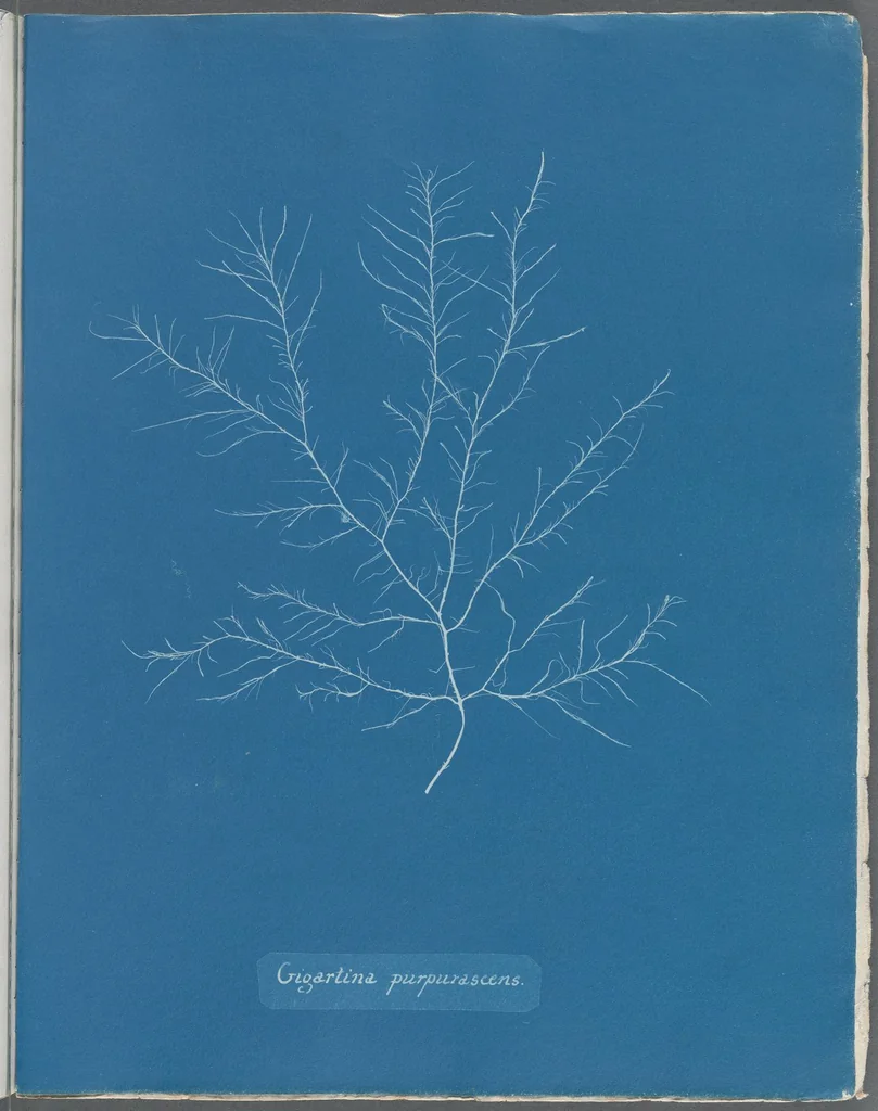An illustration from Photographs of British algae: cyanotype impressions, 1843, leaf 116
