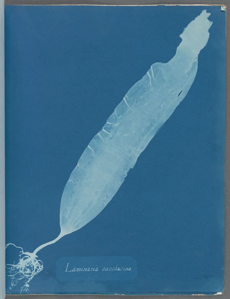 An illustration from Photographs of British algae: cyanotype impressions, 1843, leaf 12