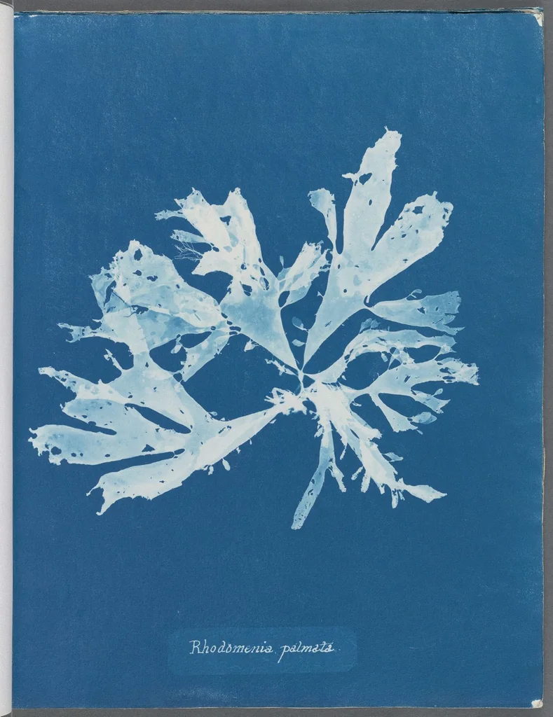 An illustration from Photographs of British algae: cyanotype impressions, 1843, leaf 122