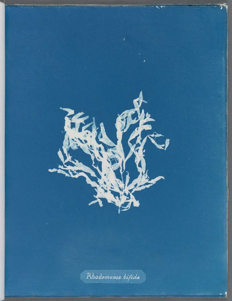 An illustration from Photographs of British algae: cyanotype impressions, 1843, leaf 123