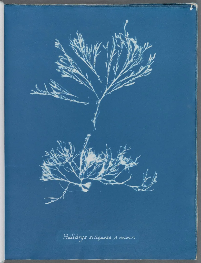 An illustration from Photographs of British algae: cyanotype impressions, 1843, leaf 124