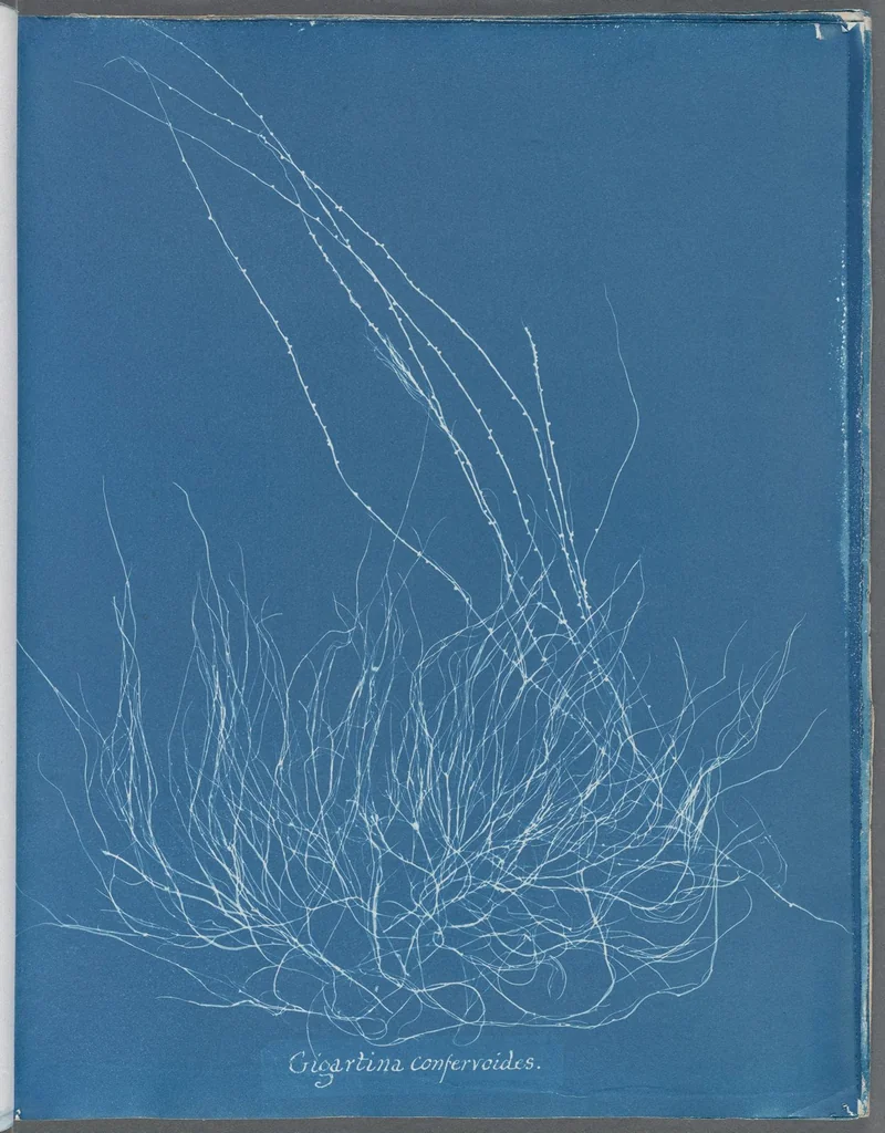 An illustration from Photographs of British algae: cyanotype impressions, 1843, leaf 126