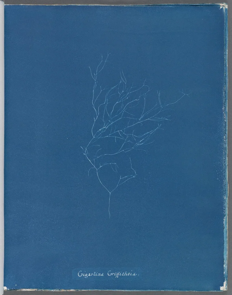 An illustration from Photographs of British algae: cyanotype impressions, 1843, leaf 127