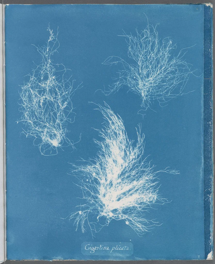 An illustration from Photographs of British algae: cyanotype impressions, 1843, leaf 128