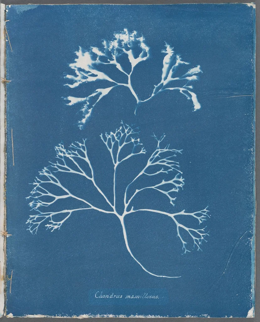 An illustration from Photographs of British algae: cyanotype impressions, 1843, leaf 129