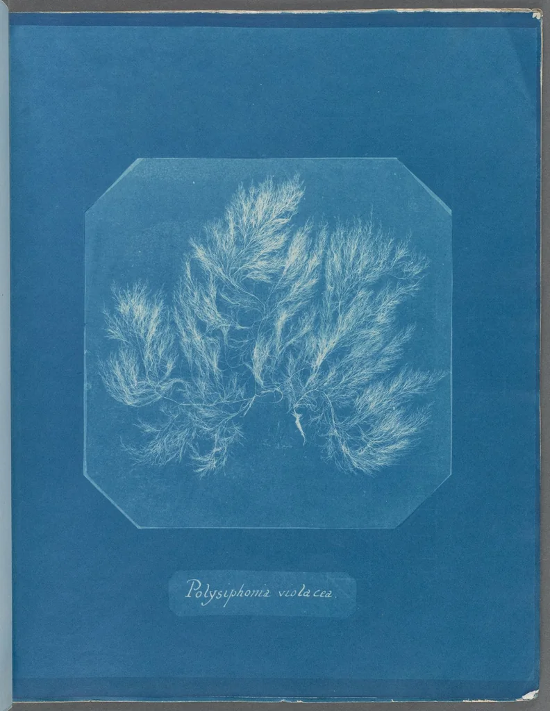 An illustration from Photographs of British algae: cyanotype impressions, 1843, leaf 13