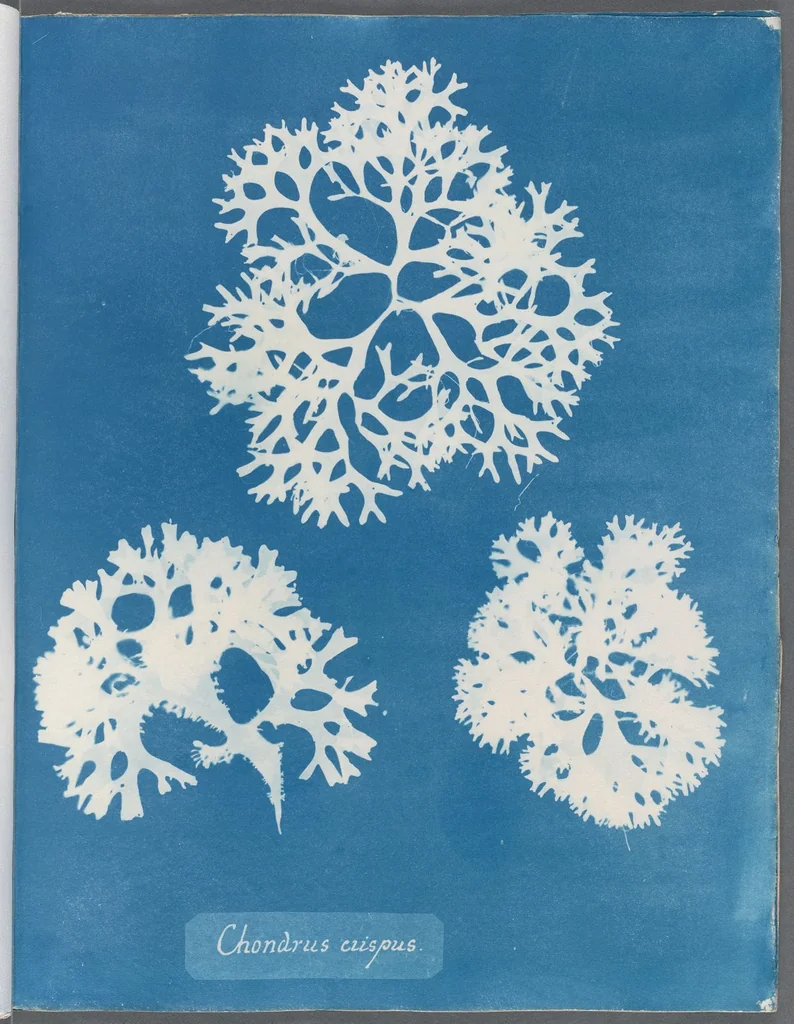 An illustration from Photographs of British algae: cyanotype impressions, 1843, leaf 130