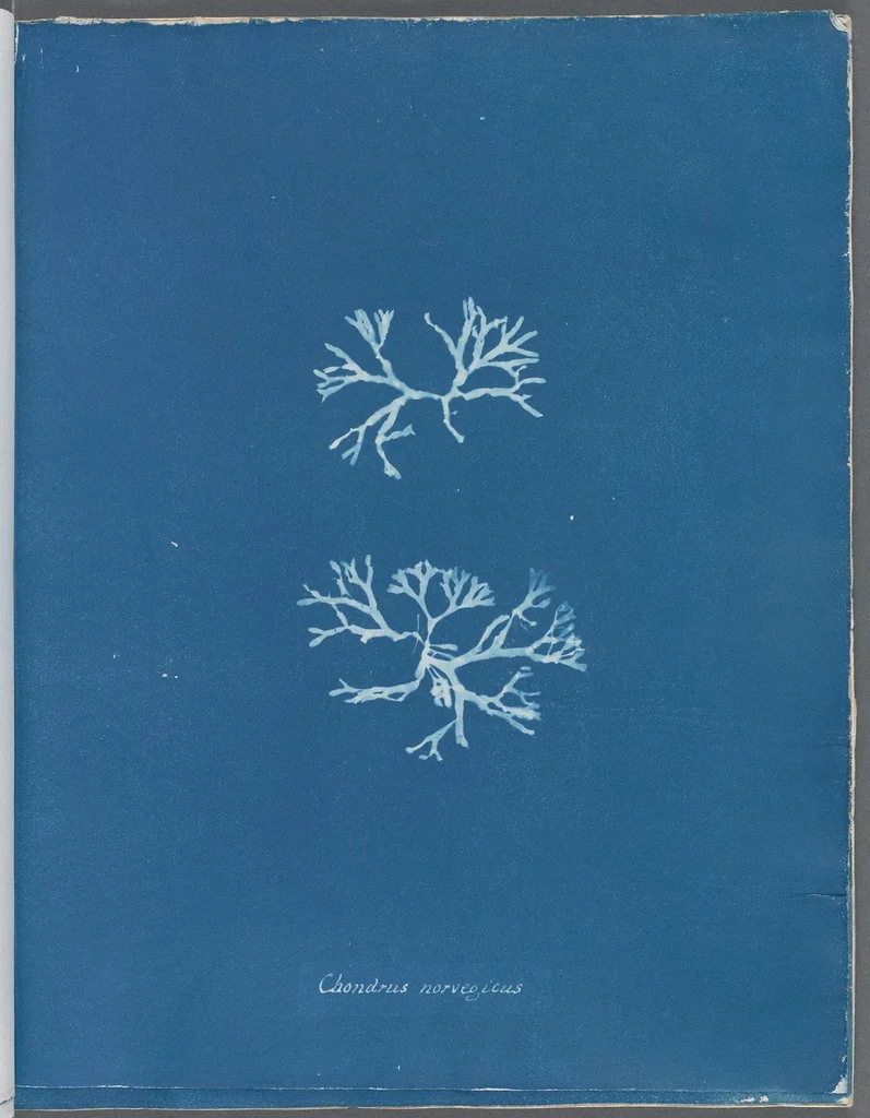 An illustration from Photographs of British algae: cyanotype impressions, 1843, leaf 132
