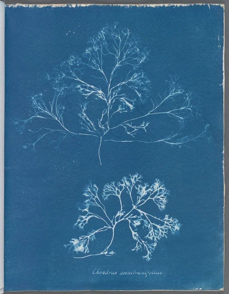 An illustration from Photographs of British algae: cyanotype impressions, 1843, leaf 133