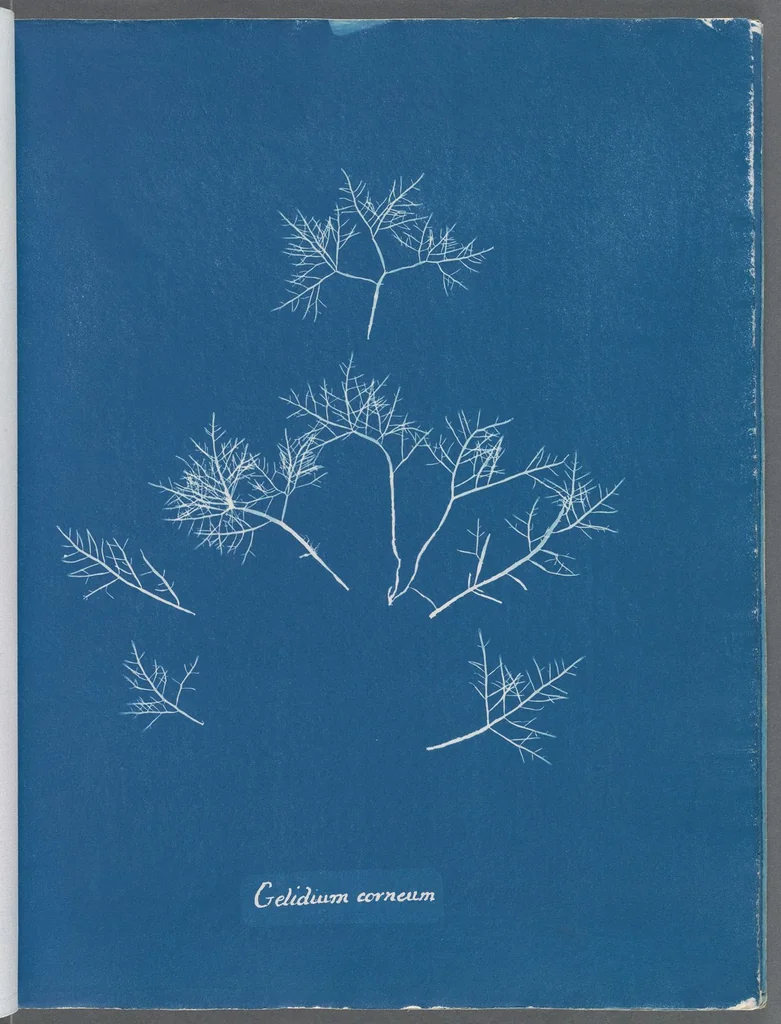 An illustration from Photographs of British algae: cyanotype impressions, 1843, leaf 139