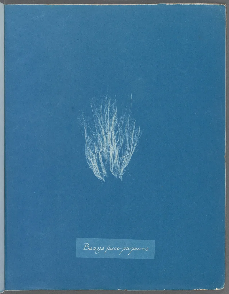 An illustration from Photographs of British algae: cyanotype impressions, 1843, leaf 14